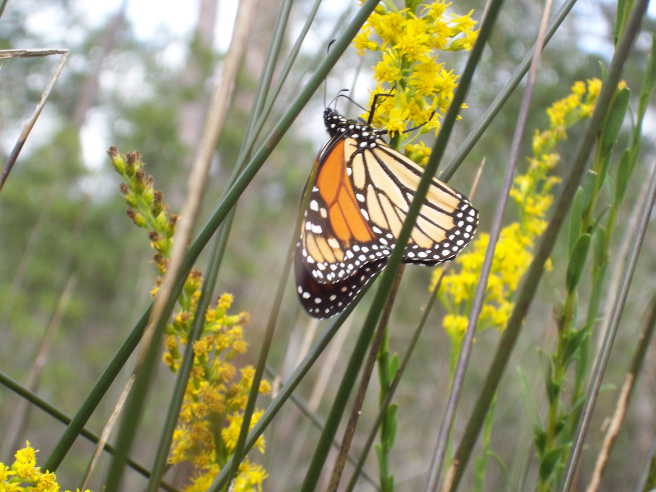 Federal protection for monarch butterflies could help or harm them ...