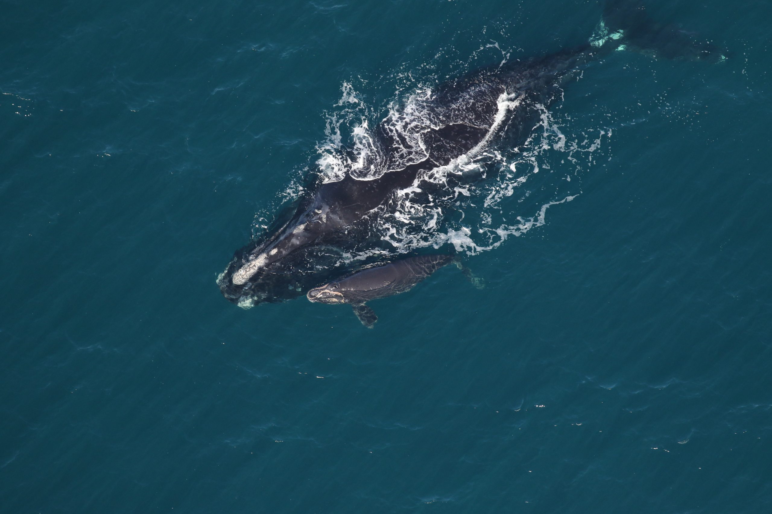 Trump administration’s plan to relax right whale protections raises concerns