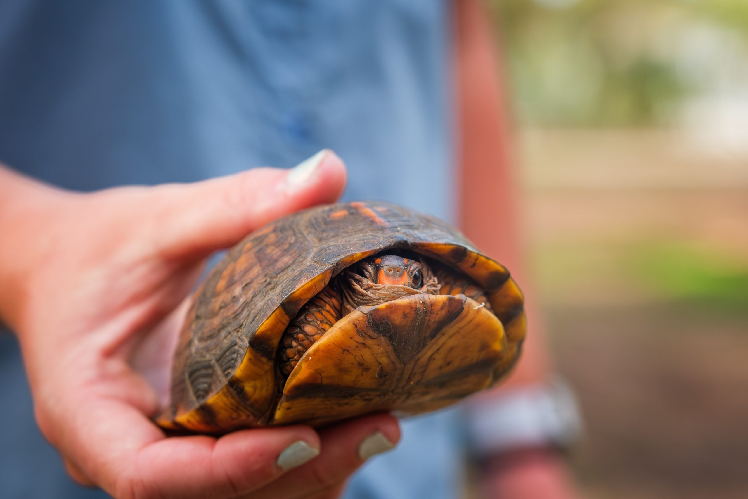 Volunteers round up box turtles on Tybee