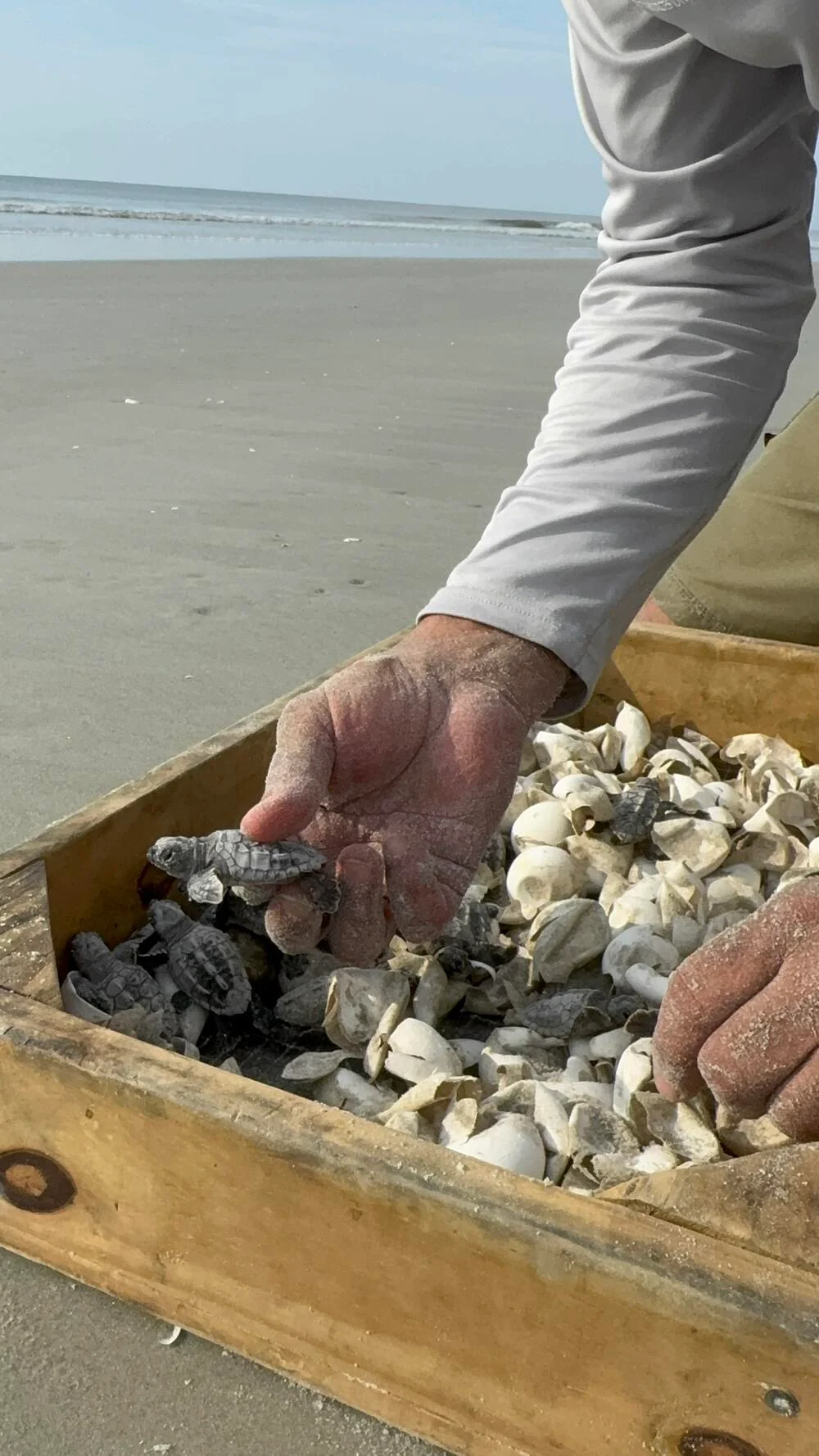 Georgia scientists begin tracking elusive male sea turtles