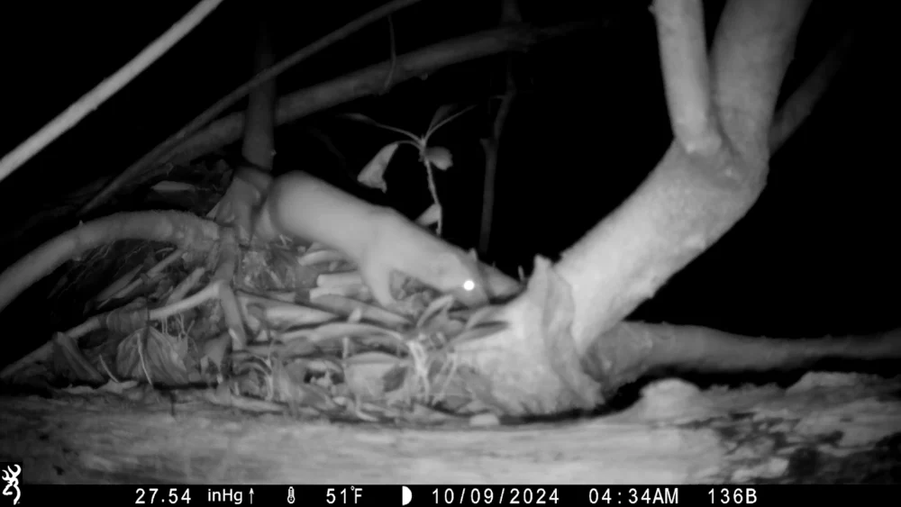 New research aims to document Georgia weasels after decades-long data gap